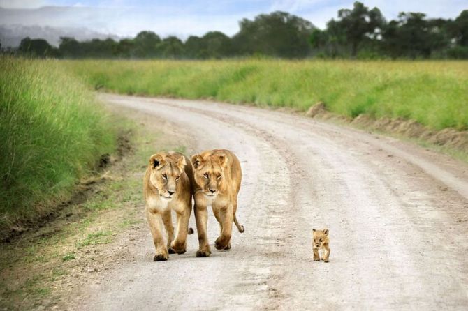Two lioness walking with a little lion